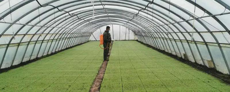 水稻大棚育苗注意事项