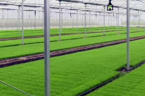 水稻大棚育苗注意事项，通常在播种前7-10天扣棚