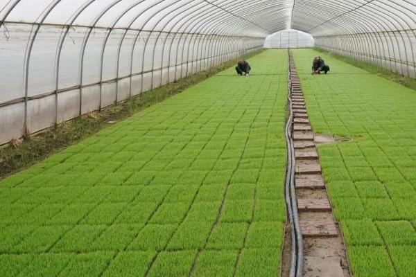 水稻大棚育苗注意事项，通常在播种前7-10天扣棚