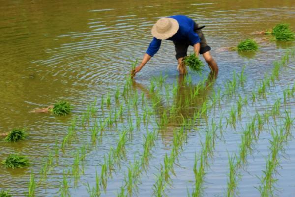 水稻大棚育苗注意事项，通常在播种前7-10天扣棚