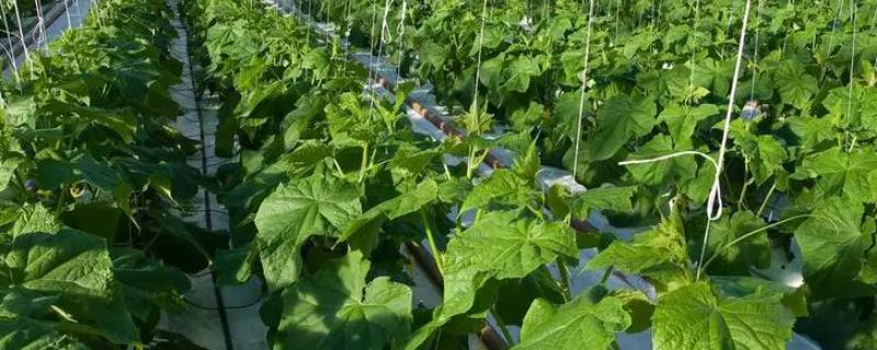 六月可以种植什么蔬菜