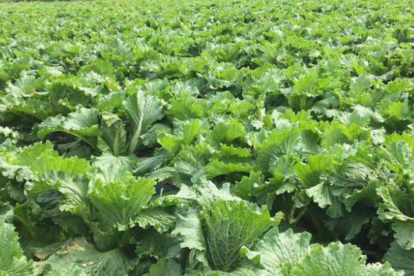 六月可以种植什么蔬菜，可以种植空心菜、西洋菜、花菜、油麦菜等