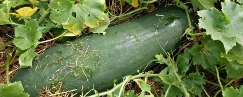 冬瓜的种植管理方法