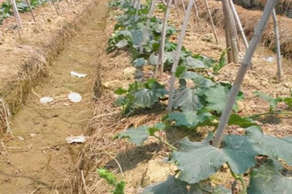 冬瓜的种植管理方法,播种之前需浸种