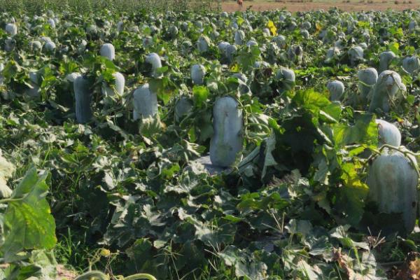 冬瓜的种植管理方法,播种之前需浸种