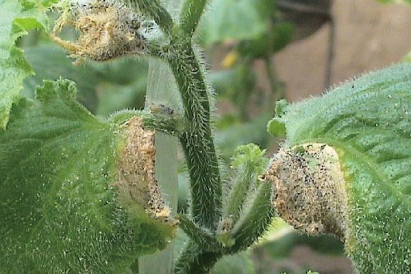 黄瓜疫病症状和防治方法，叶片上会出现暗绿色水浸状病斑