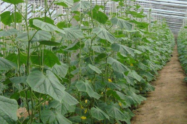 黄瓜疫病症状和防治方法，叶片上会出现暗绿色水浸状病斑