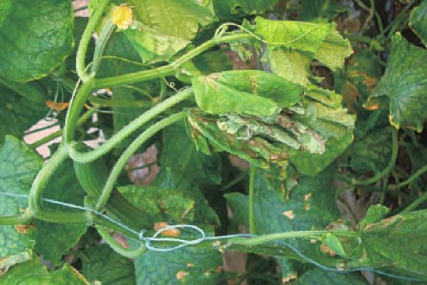 黄瓜疫病症状和防治方法，叶片上会出现暗绿色水浸状病斑