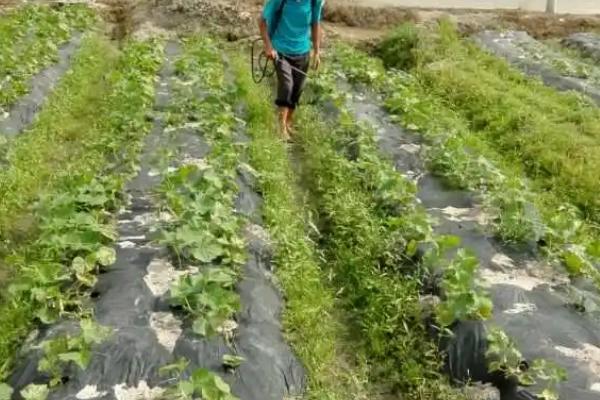 黄瓜疫病症状和防治方法，叶片上会出现暗绿色水浸状病斑