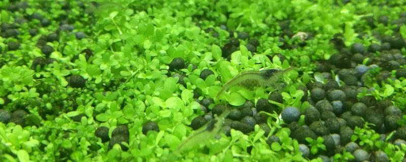 如何饲养黑壳虾