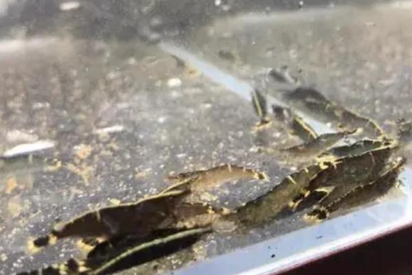 如何饲养黑壳虾，每隔3-4天喂食1次即可