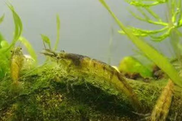 如何饲养黑壳虾，每隔3-4天喂食1次即可