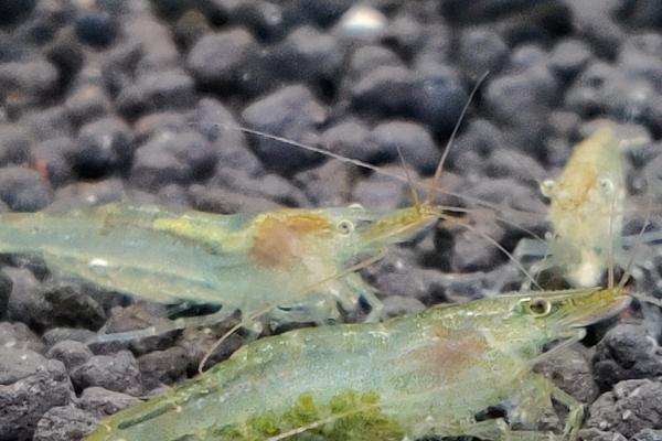 如何饲养黑壳虾，每隔3-4天喂食1次即可