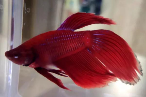 泰国斗鱼耐寒吗,虽是热带鱼但可以耐寒