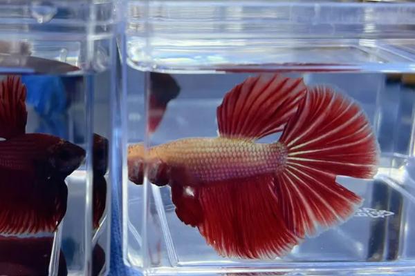 泰国斗鱼耐寒吗,虽是热带鱼但可以耐寒