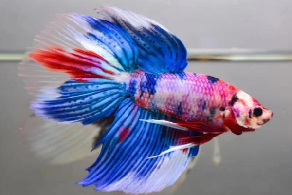 泰国斗鱼耐寒吗,虽是热带鱼但可以耐寒