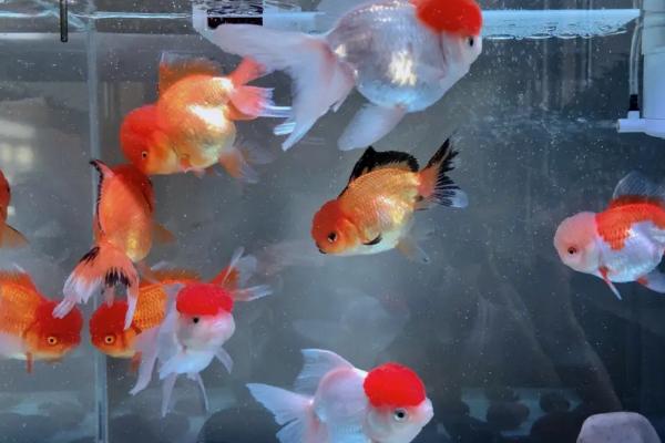 小金鱼不用增氧泵能养活吗，只要水质适宜就能养活