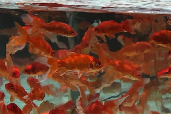 小金鱼不用增氧泵能养活吗，只要水质适宜就能养活