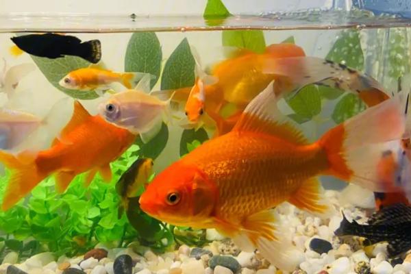 小金鱼不用增氧泵能养活吗，只要水质适宜就能养活
