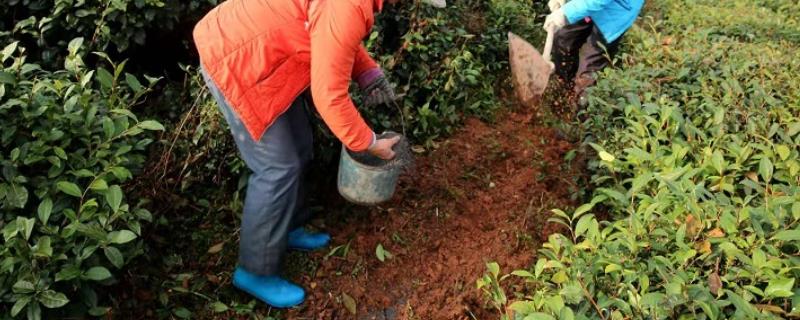茶树的施肥量