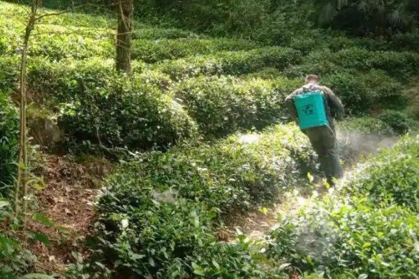 茶树的施肥量,不同地质施肥量及方法都不相同