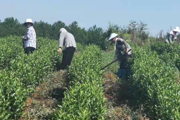 茶树的施肥量,不同地质施肥量及方法都不相同