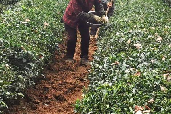 茶树的施肥量,不同地质施肥量及方法都不相同