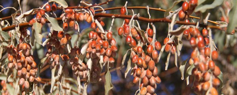 沙枣如何采摘