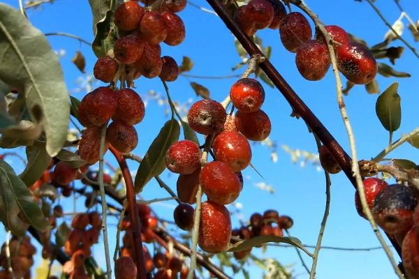 沙枣如何采摘，人工手动采收是最好的方法