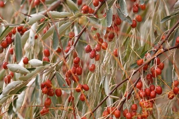沙枣如何采摘，人工手动采收是最好的方法