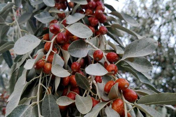 沙枣如何采摘，人工手动采收是最好的方法