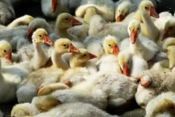 鹅怕热吗,雏鹅怕冷但成年鹅怕热