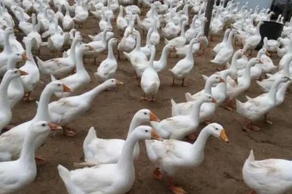 鹅怕热吗,雏鹅怕冷但成年鹅怕热