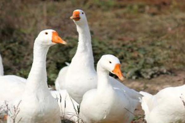 鹅怕热吗,雏鹅怕冷但成年鹅怕热