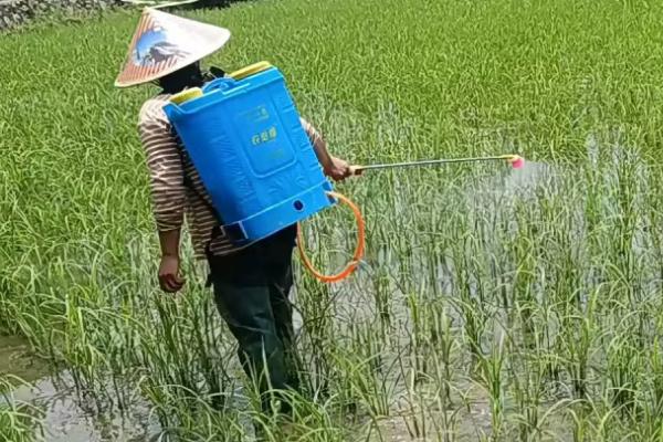 高效氯氟氰菊酯能杀苍蝇吗,可以但需要注意用量