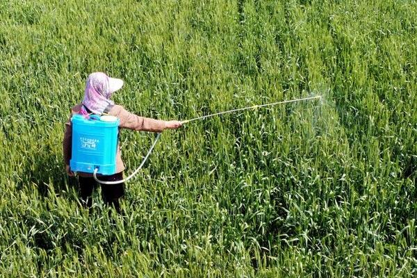 高效氯氟氰菊酯能杀苍蝇吗,可以但需要注意用量