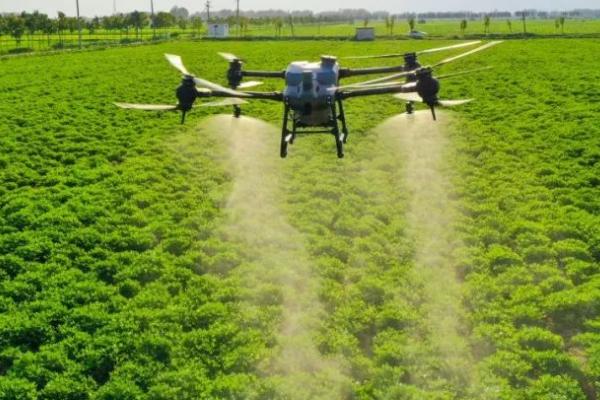 高效氯氟氰菊酯能杀苍蝇吗,可以但需要注意用量