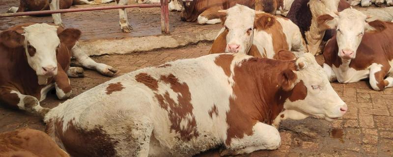 新手养牛的准备工作