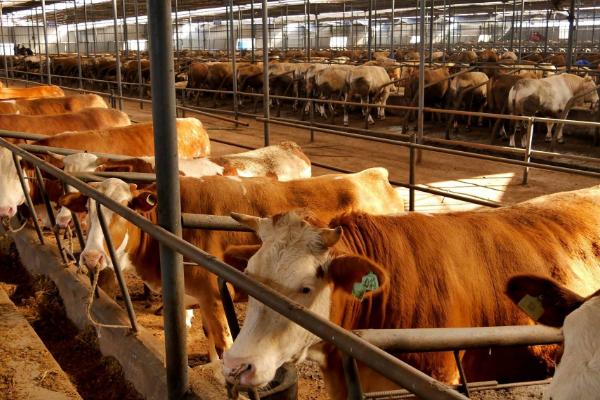 新手养牛的准备工作,根据养牛的数量决定牛舍大小