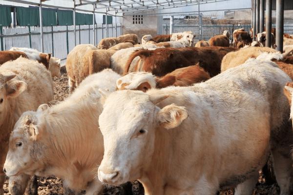 新手养牛的准备工作,根据养牛的数量决定牛舍大小