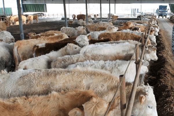 新手养牛的准备工作,根据养牛的数量决定牛舍大小