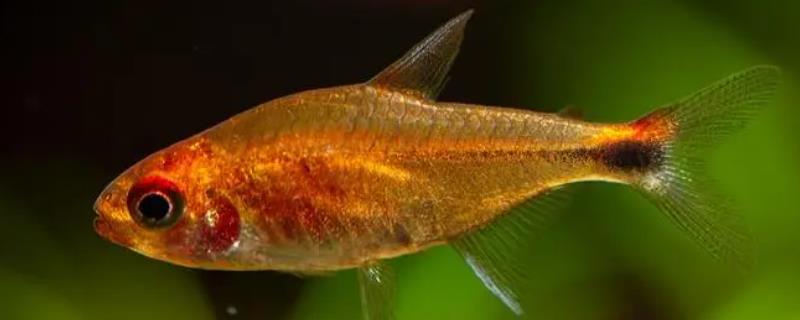 露比灯鱼好不好养