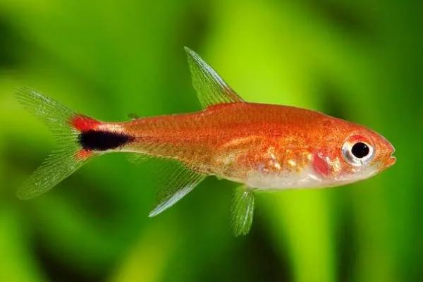 露比灯鱼好不好养,饲养难度较大不适合新手饲养