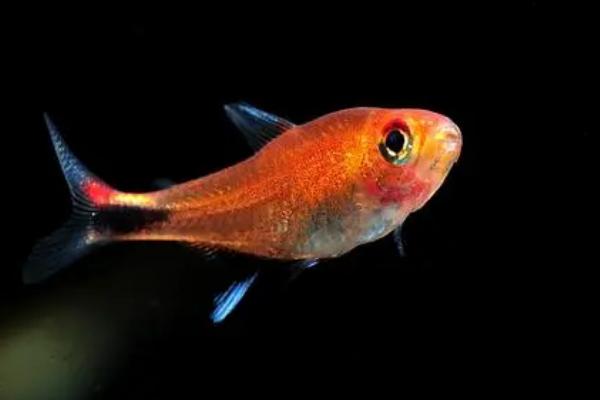 露比灯鱼好不好养,饲养难度较大不适合新手饲养
