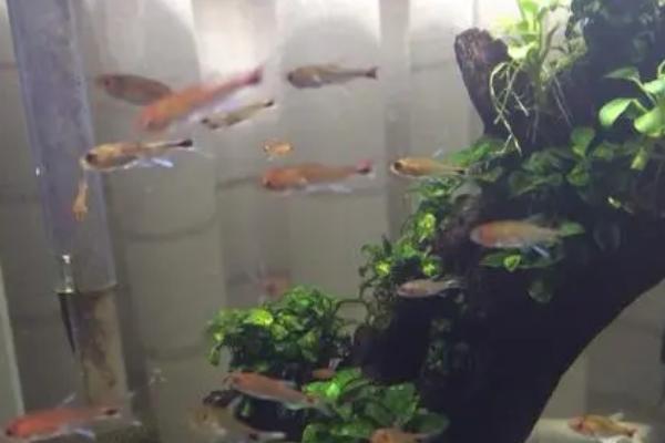 露比灯鱼好不好养,饲养难度较大不适合新手饲养