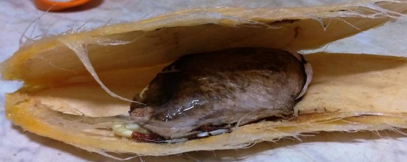 吃完的芒果种子怎么种