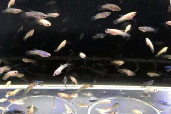 斗鱼苗孵化后过多久捞出大鱼，经过2天左右即可捞出