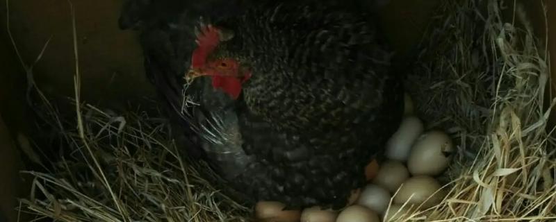 母鸡不孵蛋是怎么回事