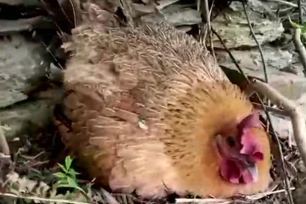 母鸡不孵蛋是怎么回事，说明母鸡还没有产生抱窝性