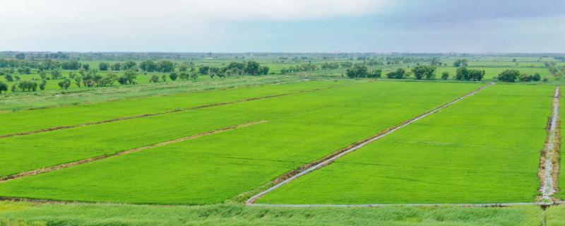 伊拉克雨育农业的类型